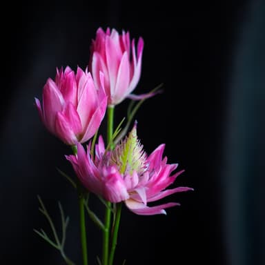 From Service to Deco